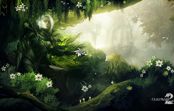 Picture forest, fantasy, the game, Guild Wars 2