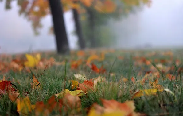 Picture autumn, leaves, fog