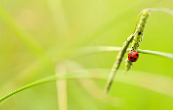 Picture leaves, macro, sheet, green, background, widescreen, Wallpaper, ladybug