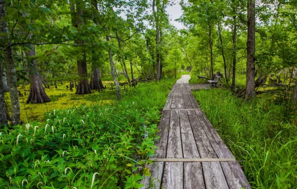 USA, bench, flooring, Louisiana, Barataria Trail, National historical Park Jean Lafitte