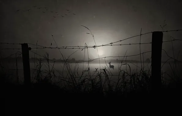 Birds, posts, deer, barbed wire, black and white photo