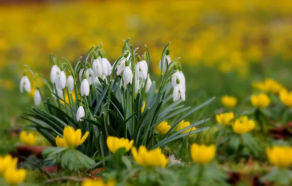 Picture flowers, glade, spring, yellow, snowdrops, primroses