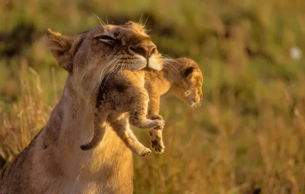 Animals, Leo, kids, wild cats, lions, the cubs, care, mom