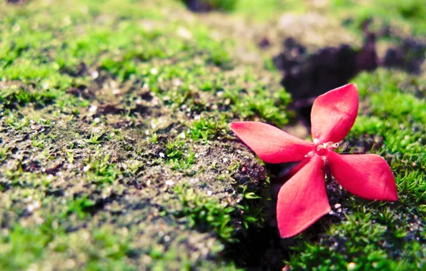 Flower, retro, clover, vingtage