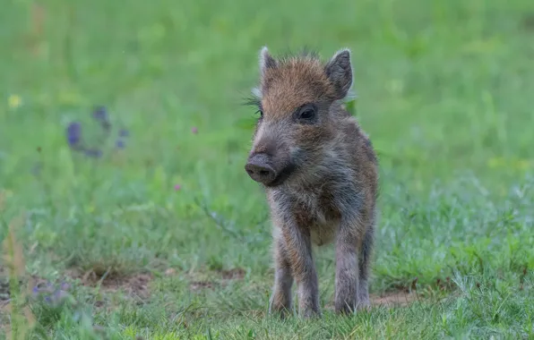 Download wallpaper grass, glade, baby, boar, cub, hog, pig, section ...