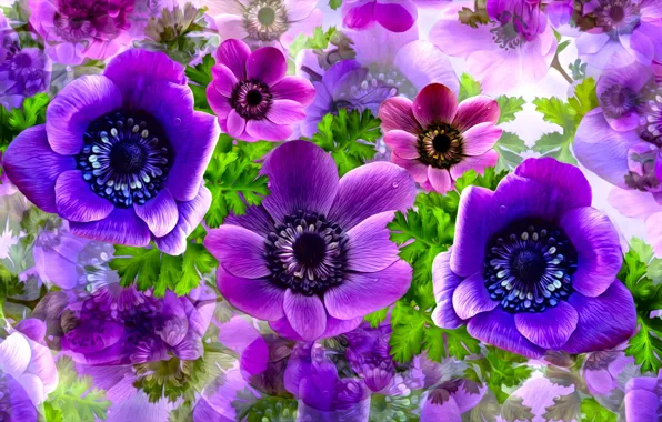 Flowers, Composition, Anemones