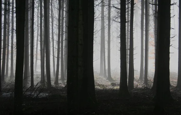 Picture forest, trees, night, branches, nature, fog