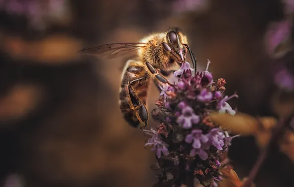 Macro, flowers, bee, background, lavender