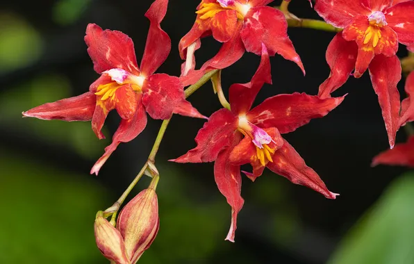 Background, red, orchids
