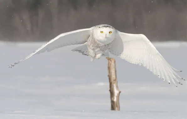 Winter, field, snow, flight, nature, bird, posts, wings