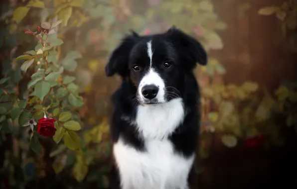 Each, rose, dog