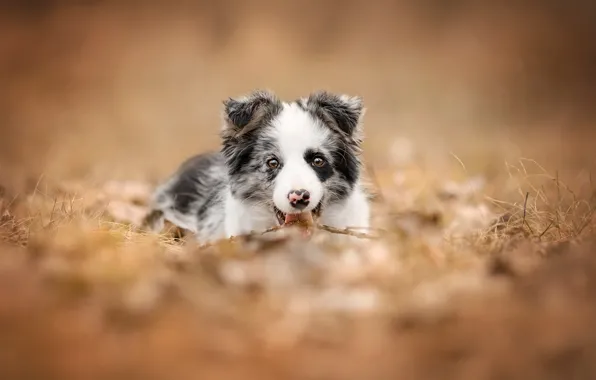 Autumn, language, nature, background, dog, puppy, lies, face