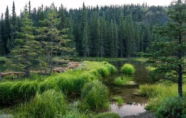 Forest, trees, lake, Alaska, USA, Alaska, Denali National Park, Horseshoe