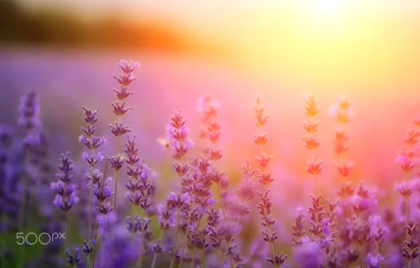 Picture light, flowers, paint, lavender