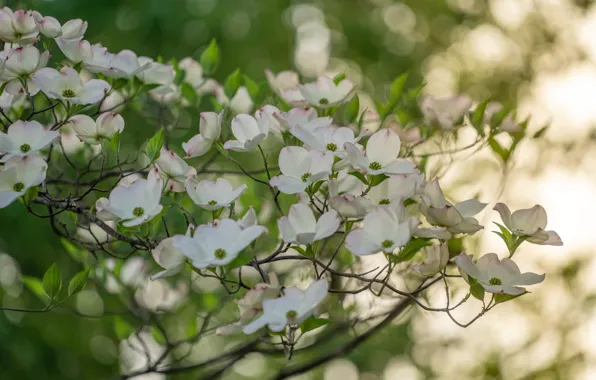 Flowers, branches, spring, flowering, dogwood