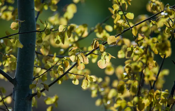 Nature, tree, spring, sunlight