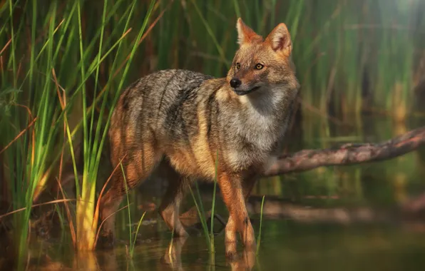Picture grass, look, face, water, light, wolf, bathing, pond