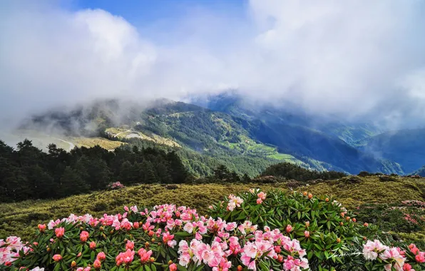 Clouds, trees, flowers, mountains, Alps, rhododendrons