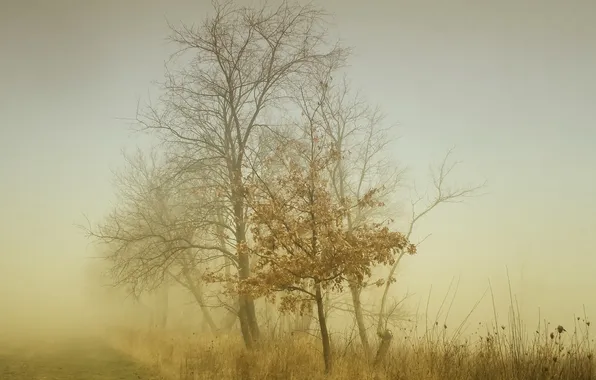 Picture trees, landscape, nature, fog