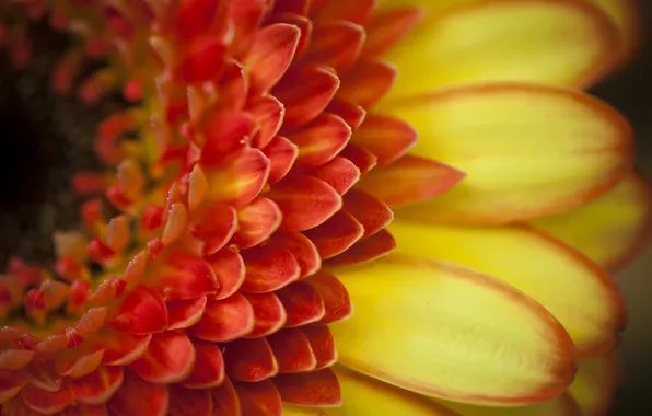 Picture flower, macro, orange, petals, gerbera