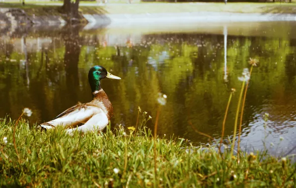 Grass, water, duck