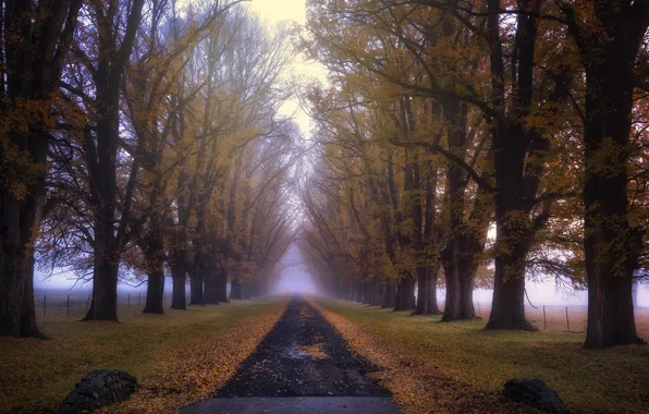 Picture road, autumn, fog