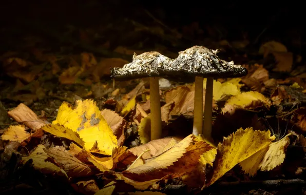 Picture leaves, nature, mushrooms