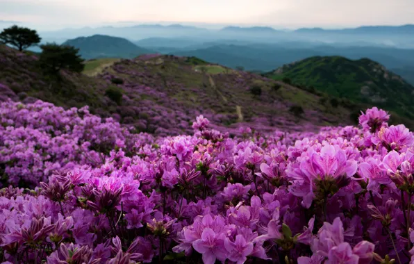 Landscape, flowers, mountains, nature, fog, hills, South Korea, rhododendrons