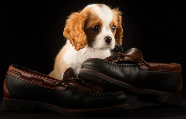The dark background, shoes, dog, pair, shoes, puppy, face, sitting
