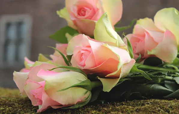 Leaves, flowers, close-up, background, moss, home, roses, bouquet