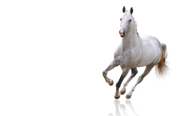 White, look, face, background, animal, horse, horse, light
