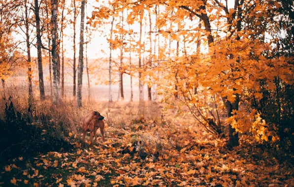Autumn, nature, dog