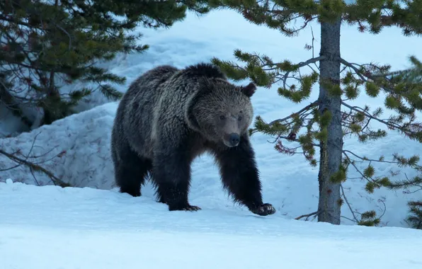 Picture winter, forest, snow, branches, nature, pose, bear, bear