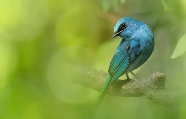 Greens, look, pose, bird, foliage, branch, blue, blue