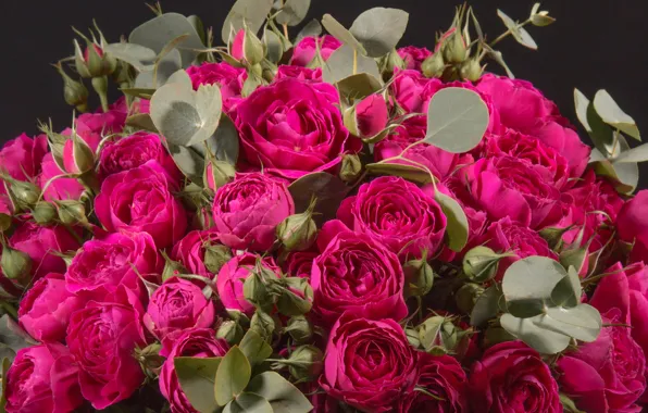 Picture roses, buds, roses, closeup, Wine color