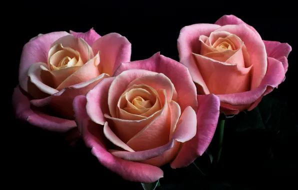 Picture flowers, roses, petals, pink, black background, buds
