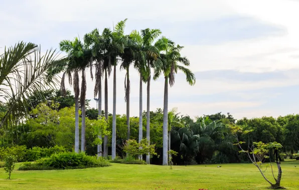 Greens, grass, the sun, trees, flowers, tropics, palm trees, lawn