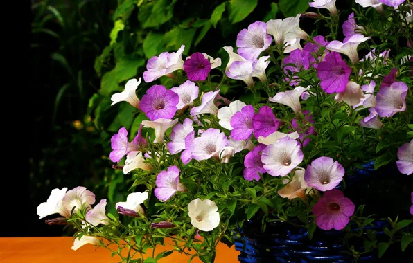 Flowers, garden, pink, white, lilac, petunias, pots