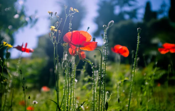 Picture greens, summer, the sky, light, trees, flowers, red, nature