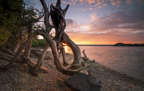 Branches, shore, snag, driftwood, aodoyem