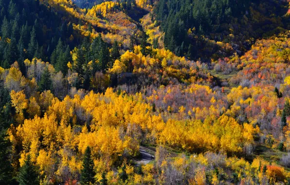 Picture autumn, forest, trees, colors, panorama, forest, trees, panorama