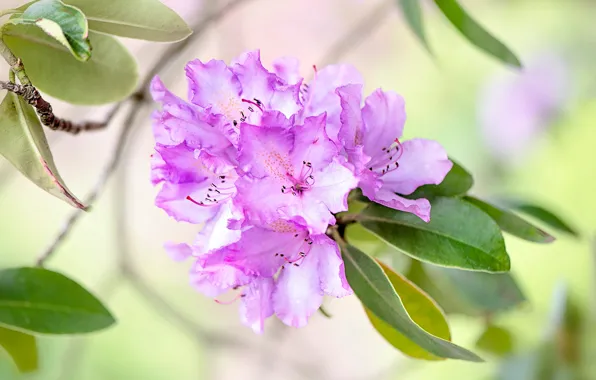 Leaves, macro, flowers, branch, spring, flowering, lilac, bokeh