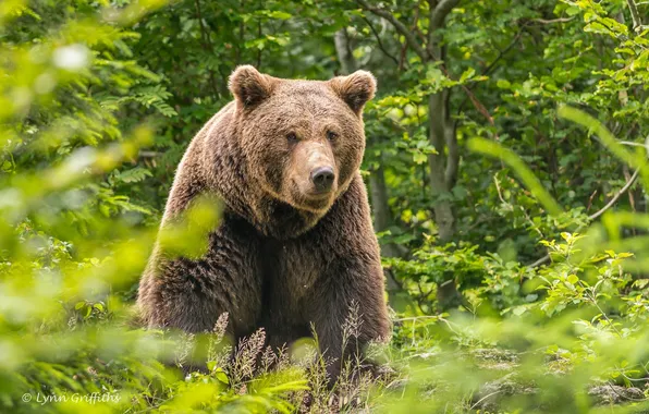 Forest, summer, face, thickets, brown bear