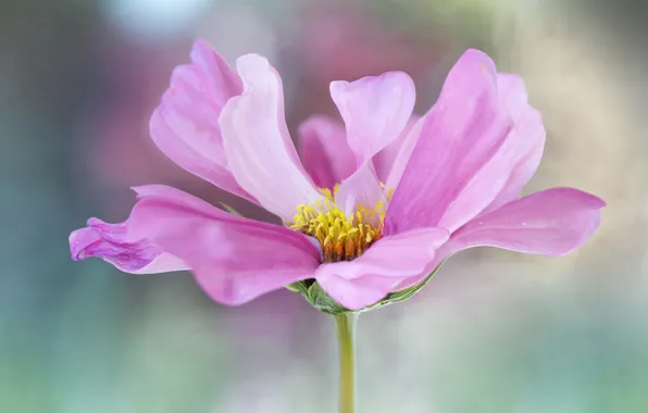 Flower, pink, kosmeya