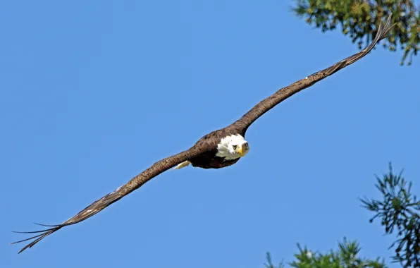 Picture bird, flight, bald eagle
