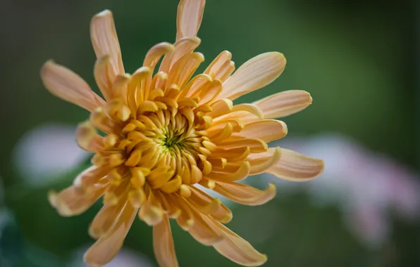 Macro, petals, bokeh, chrysanthemum