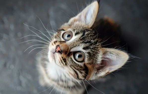 Cat, look, kitty, grey, portrait, grey background, face, sitting