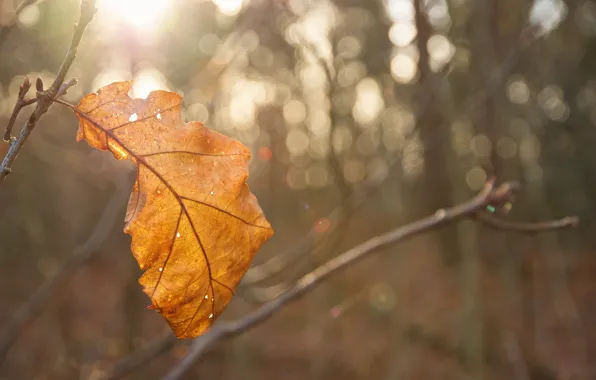 Picture autumn, leaves, the sun, macro, light, yellow, glare, blur
