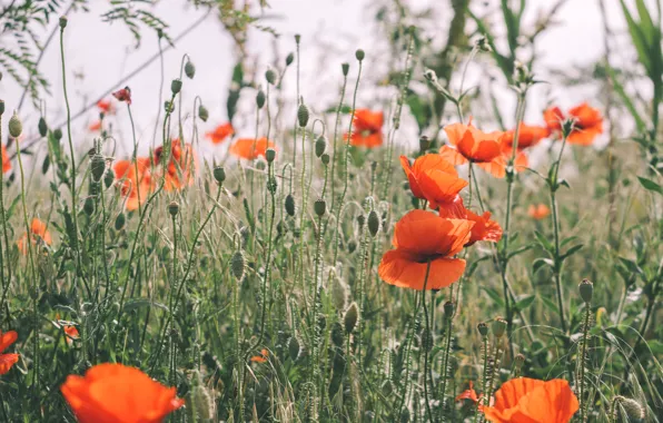 Grass, flowers, Maki, meadow