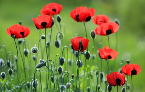 Picture red, Maki, petals, meadow